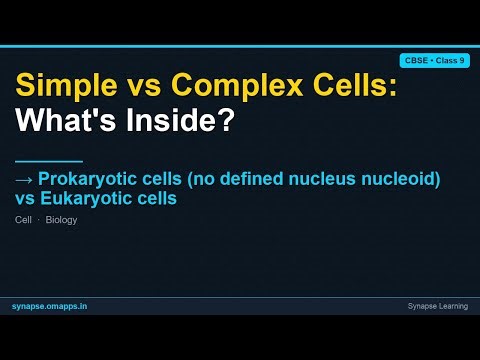 Prokaryotic cells (no defined nucleus nucleoid) vs Eukaryotic cells | CBSE Class 9 Biology | Synapse