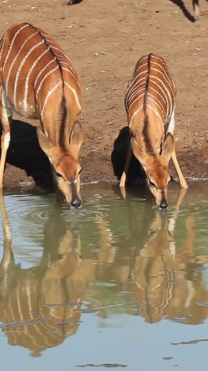 Three female Nyala antelopes (Tragelaphus angasii) drinking water, Mkuze game reserve, South Africa