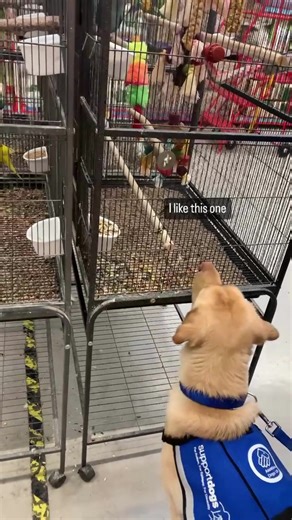 60 reactions · 15 shares | Two of our amazing dogs in training had an exciting trip to the pet shop today! It's important for a support dog to be able to stay calm and focused in all situations - even when there are other animals around to distract them. They both did a great job ⭐️ #dogtraining #assistancedog #dogvideo | Support Dogs | Facebook