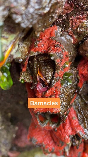 Understanding Barnacles: Marine Crustaceans Explained