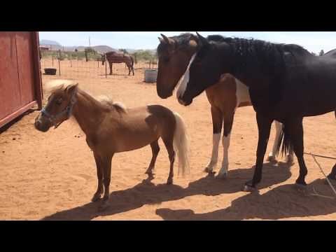 Mini Stallion Meets Big Horses