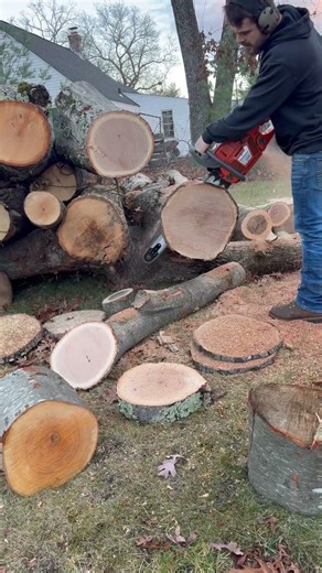 HUSQVARNA 390xp absolutely eating ! #chainsaw #husqvarna #firewood #faller #treework #stihl #oak