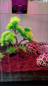 Beautiful turtle tank setup with green plants and cozy habitat 🐢🌿✨ Perfect mini paradise!