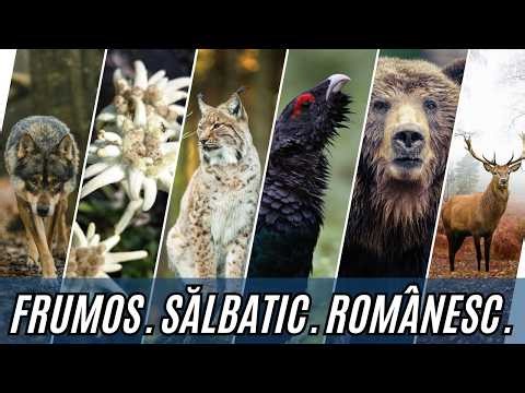 Stăpânii Carpaților: O Călătorie în Inima Sălbăticiei
