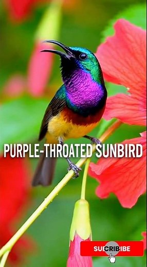 Colorful Spring Birds | Stunning Birds 8K, Relaxing Nature Sounds