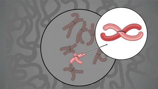 【中字】Hi-C︱三维基因组Scaffolding原理