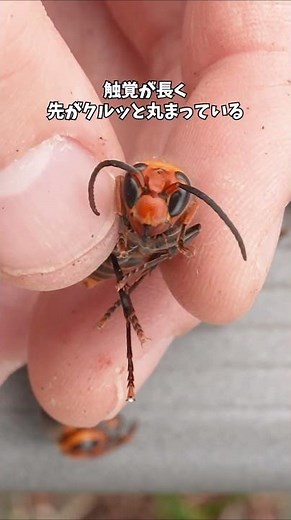 While everyone else was fighting, this bee was hiding. #Hornet #InsectObservation