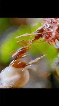 A brave and cunning little toad.#wildlife #animals #shots #video
