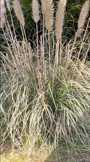 Quickest way to Tidy a Messy Pampas Grass!