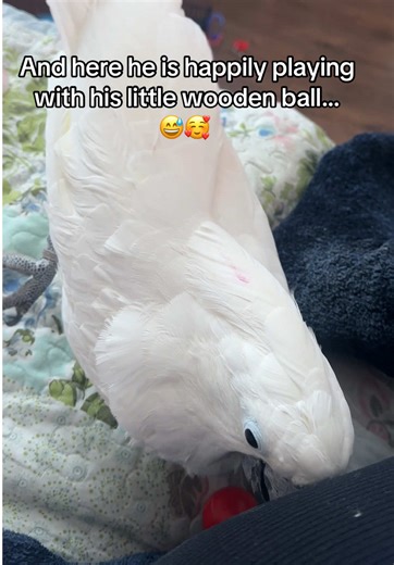 Parrots Playing with Toys: A Joyful Experience