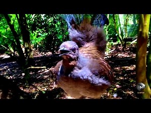 What Makes the Lyrebird Nature's Best Mimic?
