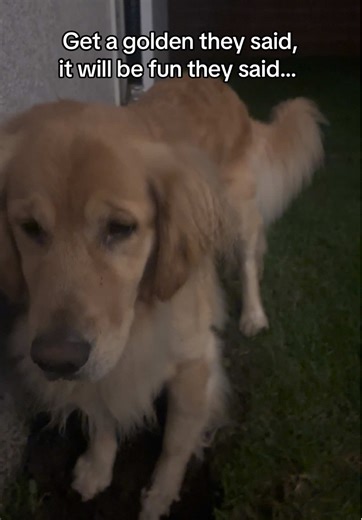 Never a dull moment with this troublemaker 🤦🏼‍♀️