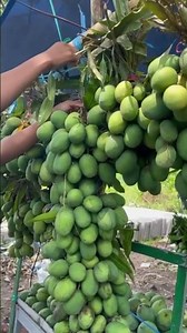 Mangga kecil khas lombok darakande #mangga #mango #fruit #buah #lombok #foodgasm #manggamanis