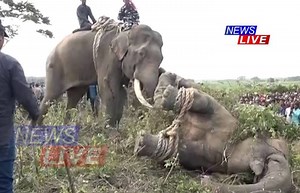 338K views · 635 shares | #NewsLive #KrishnaIsDead #ManElephantConflict #AssamNews ৰহস্যৰ আৱৰ্তত ‘লাডে’ন তথা ‘কৃষ্ণ’ৰ মৃত্যু | News Live | Facebook