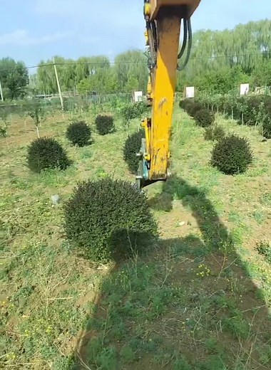 Excavator Land Clearing: Efficient Shrub Removal