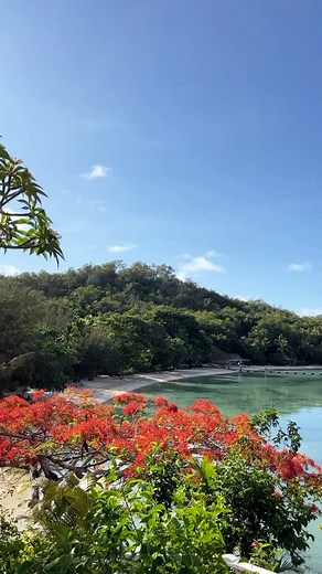 Blooming poinciana trees, longer days and warmer weather - it’s the start of December in Fiji, and the festive season looks more beautiful than ever! #turtlefiji #privateisland #fiji #festiveseason #barefootluxury #luxurytravel | Turtle Island Fiji