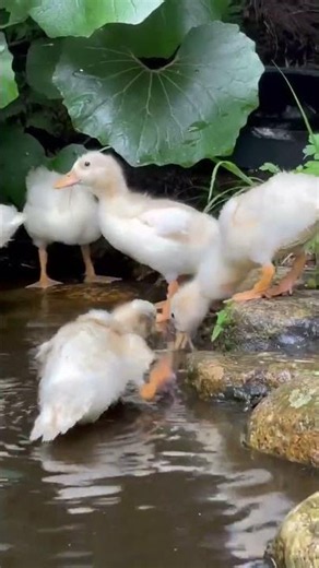 コールダックのヒナ「アヒル５」前庭の池で遊ぶ！#サユリワールド #sayuriworld