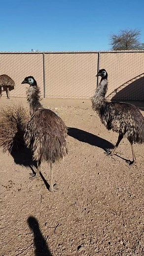 Male Emu Sounds: What Does an Emu Sound Like?