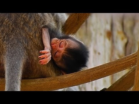Newborn baby monkey with tiny young mommy on high trees