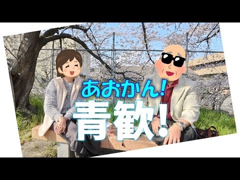 【あおかん！】老熟カップルの桜満開人目も気にせず野外行為。【ほっこりもっこり】