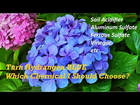 Vinegar Turn Hydrangea BLUE ? | What Chemicals Can Change Hydrangea Color ? (绣球花调色剂大全/白醋可以调色吗)