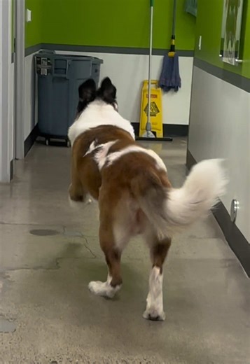 Saint Bernard Rescue Operation in San Diego