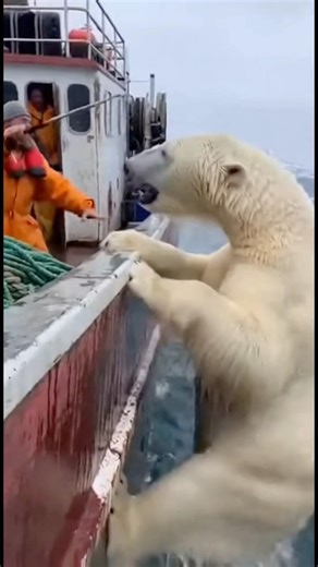 Orca whale saves fisherman from Polar bear attack!