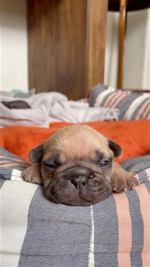 Segunda-feira de preguiça com o pequeno 🐾😴Alguém mais tá assim hoje?