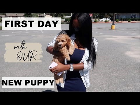 WE GOT A PUPPY! Bringing Home Our 8 Week Old Cavapoo Puppy