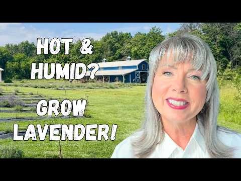 Touring Missouri's Largest Lavender Farm! | Best Lavender Varieties, Growing Tips & U-Pick Harvest