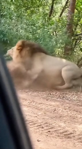 Feeding a Lion Cub in the Jungle Went Terribly Wrong! 😱🦁 What looked like a sweet moment quickly turned dangerous! A man tried feeding a cute lion cub deep inside the jungle—but within seconds, the cub’s loud calls alerted the mother lion. The massive lioness appeared out of nowhere, roaring and charging to protect her baby. The man barely escaped as the situation turned into a terrifying reminder: In the wild, even the smallest cub comes with the biggest danger. 🦁🔥 #LionCub #WildlifeWarning
