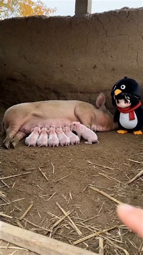 Gugugaga Tried to Steal a Piglet... BIG Mistake 😂🐷