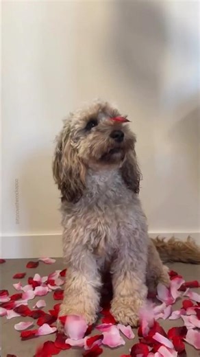 A little flashback, still raining roses 🌹☔️#valentinesday #cockapoo #cutedogs #petlovers