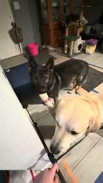 I arrested both the dogs and they broke out again🙈😭😡