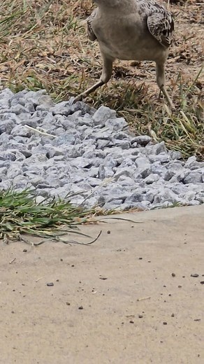 Laugh a minute when you have Great Bowerbirds at your place. We just laid some grey granite stones in the driveway for mud control. Bazza turns up as the first tractor bucket full hits the tracks. They love white and grey stuff. Watch him try to pick up two at once. Mareeba FNQ | Dennis Richardson