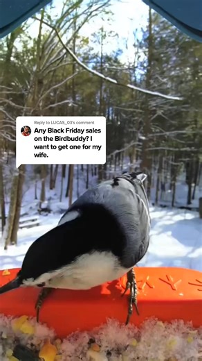 🚨 It’s here — Birdbuddy’s Black Friday Sale! Get up to 50% OFF the world’s first smart bird feeder 🐦 📸 Capture stunning HD photos & videos 📲 Get real-time alerts when birds visit 🔍 Identify 1000 species automatically Thousands of bird lovers already use Birdbuddy to reconnect with nature — now’s your turn. Hurry — this deal ends soon! | Birdbuddy