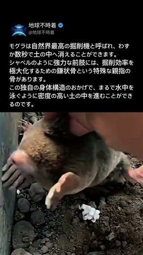 生きたショベルカー！モグラの驚異的な穴掘り能力