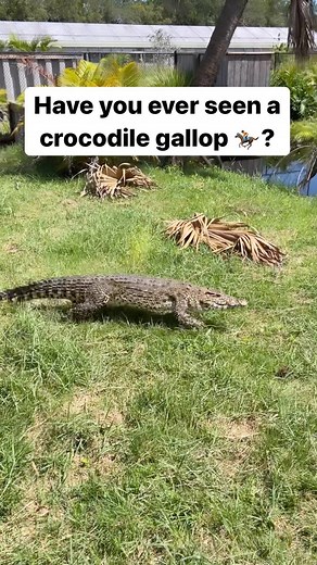 B R I A N B A R C Z Y K on Instagram: "Some more amazing crocodile content from Florida at @primitivepredators this is a Cuban crocodile galloping you for a snack. Imagine when they need to go full speed 😬 #animals #reptile #crocodile #wildlife #nature #amazing #learn #reels"