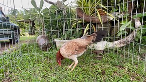 part 3 of 5. selection of breeding pullets | Charlie Cruz