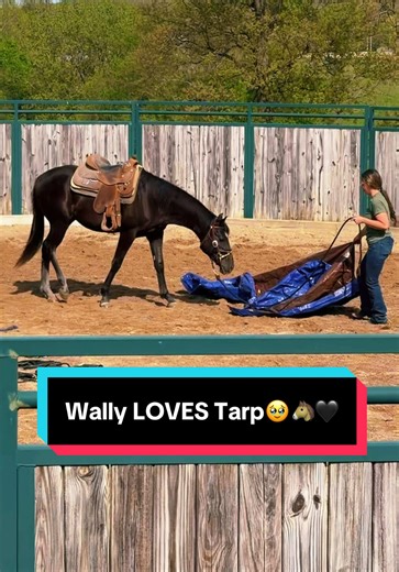 Wally the Horse's Love for Tarps