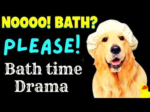 Its Bath Time ! 🫧💙🐾 Relaxing Dog Bath Time Routine ASMR #viral #asmr #doggrooming #dogbath