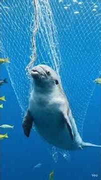 Only 10 Left on the Earth - Vaquita |#Vaquita #CriticallyEndangered #EndangeredSpecies #Marine