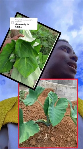 Powerful Natural Remedy for Stomach Issues
