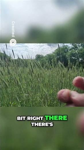 Rye Grass Seed Pod Development