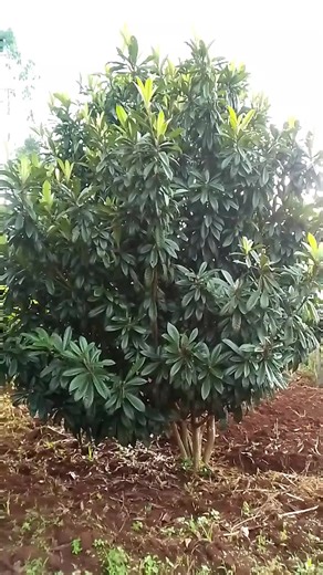 🌱 Plant Health First: The Secret Behind My Thriving Loquat Tree 🌱 This loquat tree is a true reflection of how intentional farm practices pay off. Healthy plants don’t happen by chance—they are nurtured daily through respect for the soil, water, and the entire ecosystem. On my farm, plant health starts with living soil. I enrich the ground with organic matter, compost, and mulch to keep it active, moist, and full of beneficial microorganisms. Healthy soil means strong roots—and strong roots me