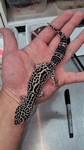 OVERNIGHT SHIPPING | Leopard Geckos 🥳✝️🦎🌄