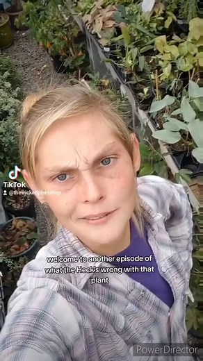 let's save this Fuzzy Petiole Philodendron from a spider mite infestation! she'll be up for adoption soon! #spidermite #infestation #badbug #deadbug #fuzzypetiole #philodendron #wickedplantshop #plantdoctor #isin | The Wicked Plant Shop