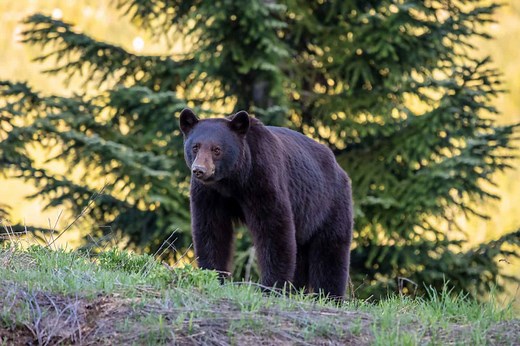 Who Hunts the Hunter? Animals That Prey on Bears