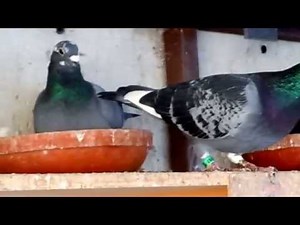 Racing Pigeons for Sale