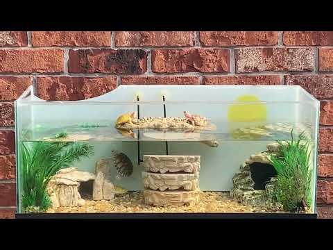 ALL OF MY ALBINO TURTLES